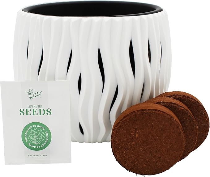 BUZZY Seeds Primrose Flower Grow Kit, White Wavy Pot, Mini Indoor Garden, Easy-to-Grow Decorative Planter for Desk, Windowsill or Small Spaces, Holiday Present, Birthday Gift for Women