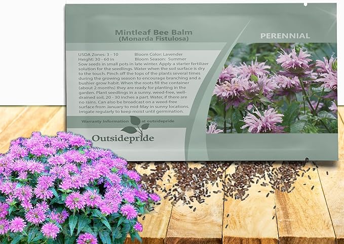Outsidepride Wild Bergamot Seeds - 1000 Pcs Perennial, Easy to Grow & Pollinator Friendly Monarda Fistulosa Flower Seeds for Planting Aromatic Leaves & Edible Blooms, Ideal for Teas & Potpourri