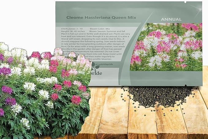 Outsidepride Mix Cleome Seeds - 1000 Pcs Annual Flower Seeds with Large, Airy, Spidery Blooms, Drought Tolerant Spider Plant for Xeriscaping, Flower Bed, Border, Pollinator, & Cut Flower Garden