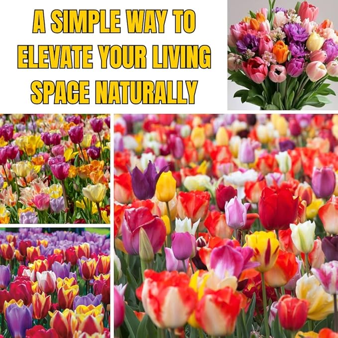 25 Tulip Bulbs for Spring Planting, Mix Large Tulip Bulbs for Fall Planting, Flower Bulbs