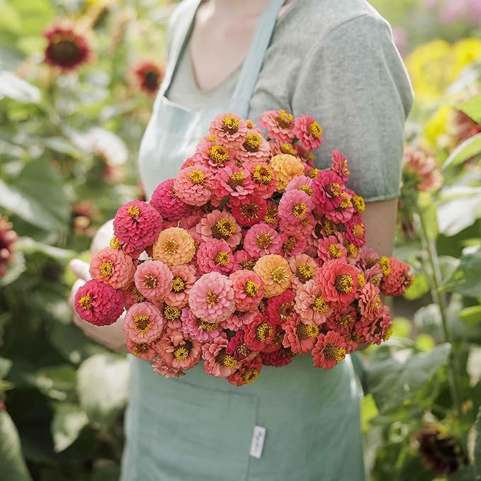 Eden Brothers Zinnia Seeds - Lilliput Salmon, Non-GMO Seeds for Planting, 1 oz | Low-Maintenance Flower Seeds, Plant During Spring, Zones 3, 4, 5, 6, 7, 8, 9, 10