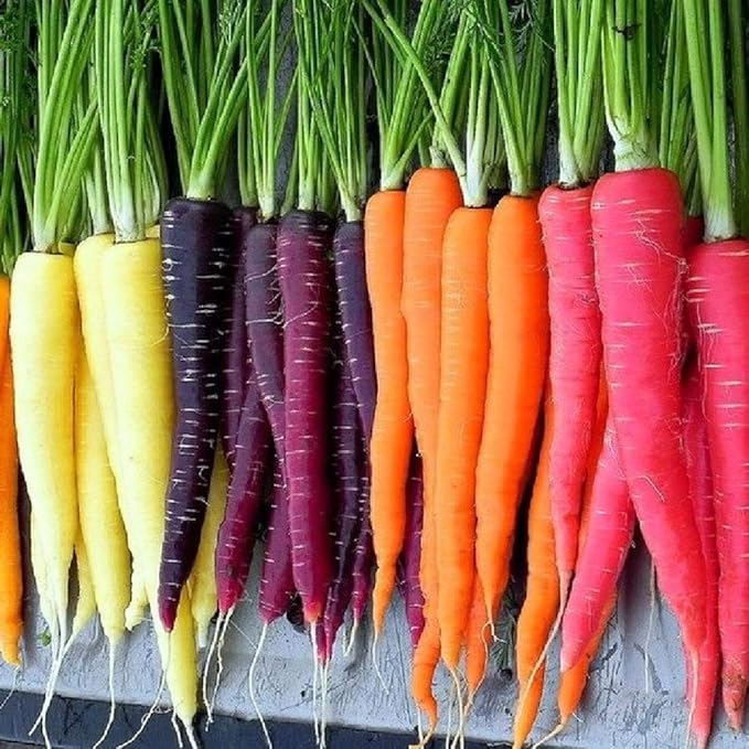 500+ Rainbow Carrot Seeds to Grow - Colorful Blend of Exotic Colored Carrots. Edible Vegetables. Made in USA