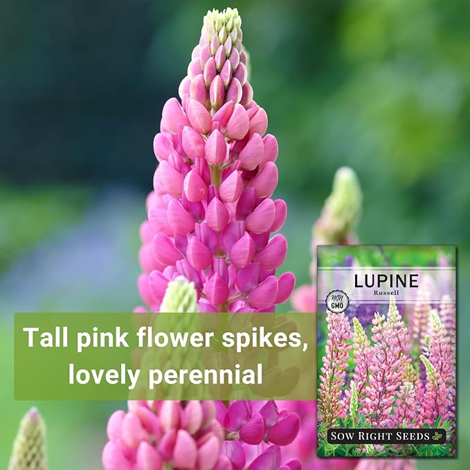 Sow Right Seeds - Russell Lupine Seeds for Planting - Non-GMO Heirloom Packet with Instructions to Plant in Your Garden - Perennial Flower to Attract Hummingbirds and Bees - Spiked Wildflower Mix (3)