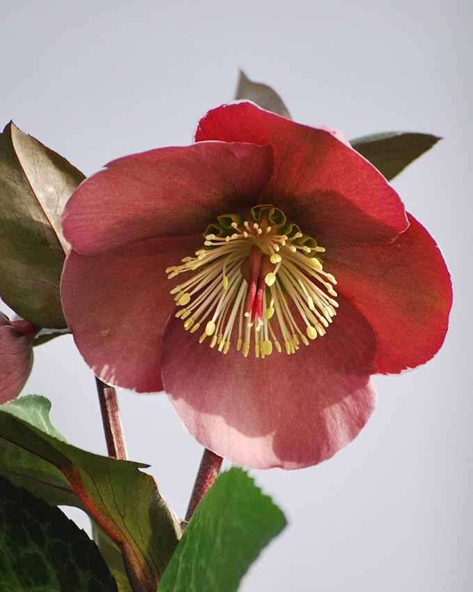 Perennial Farm Helleborus Frostkiss® Penny's Pink No. 1