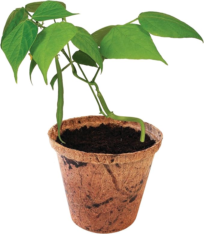Plant-It Starters Plant Seeds 4-Pack, DIY Indoor Succulents and Live Plants for Home or Garden Planting, Green Bush Beans