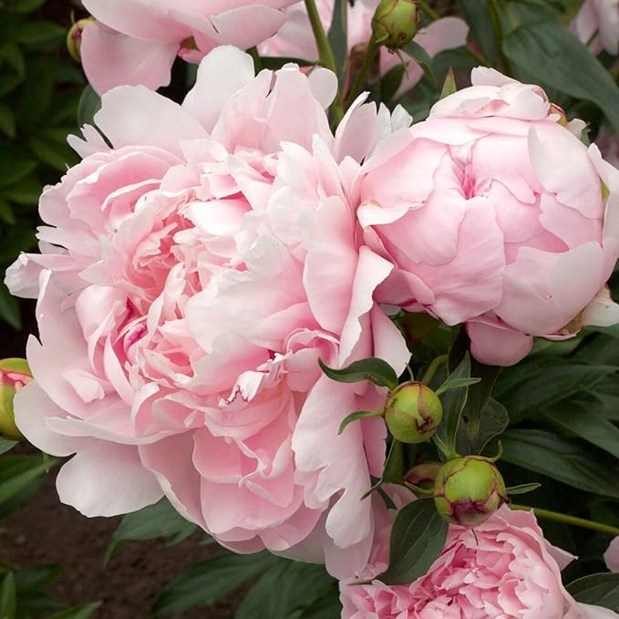 Peony Flower Seeds for Planting - 1000 Heirloom Flower Seeds for Planting Beautiful Pink Ruffled Blooms to Attract Butterflies