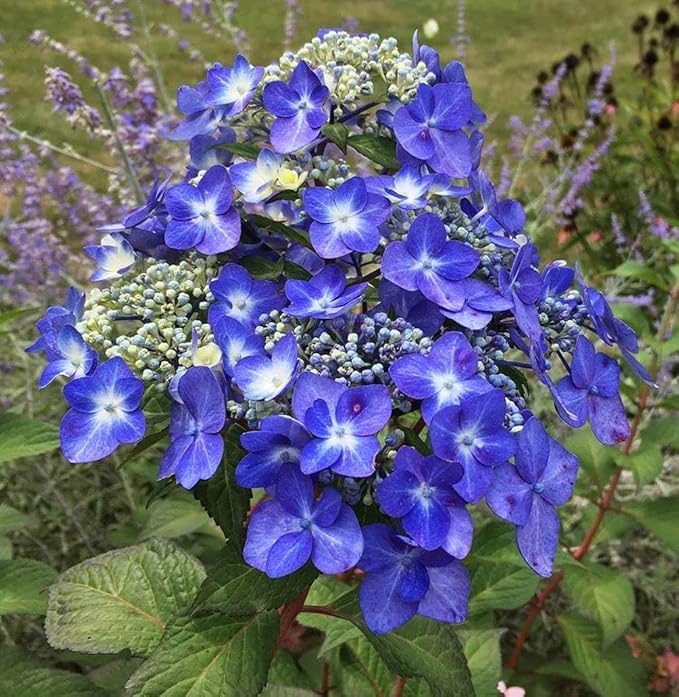 Hydrangea Mix 10+ Seeds Flowers Planting for Outdoor Indoor