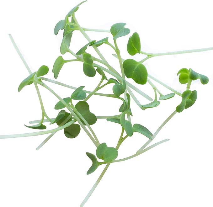 Green Mustard Microgreens Seeds - 5 Lb Bulk ~960,000 Seeds - Grow Non-GMO Micro Mustard Herb Greens - Premium Seed - High Germination Rate