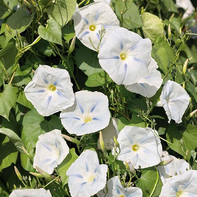 Eden Brothers Morning Glory Seeds - Ismay, Non-GMO Seeds for Planting, Packet | Low-Maintenance Flower Seeds, Plant During Spring, Zones 1, 2, 3, 4, 5, 6, 7, 8, 9, 10