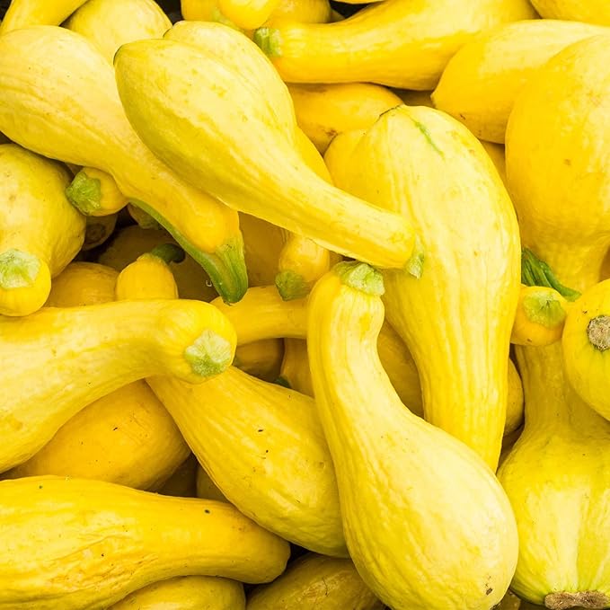 Crookneck Summer Squash Garden Seeds - 1 Oz - Heirloom, Non-GMO - Vegetable Gardening Seed