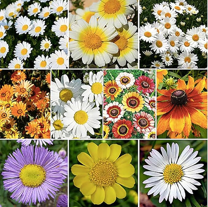 1000 Seeds - Garland Daisy - Perennial, Full Sun Daisy…