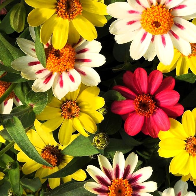 Outsidepride Zahara Raspberry Lemonade Mix Zinnia Seeds - 50 Pcs Annual, Heat & Drought Tolerant Flower Seeds for Planting w/Vibrant Blooms for Pollinator Gardens & Floral Arrangements