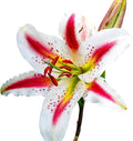 Easy to Grow Lilium Oriental Lily 'Playtime' Plant Bulbs (3 Pack) - Beautiful Tricolor Flowering Blooms in Spring to Summer Gardens