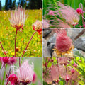 Prairie Smoke Seeds, Geum Triflorum, 50 Pieces, Pink Native Wildflower with Smoky Seed Heads