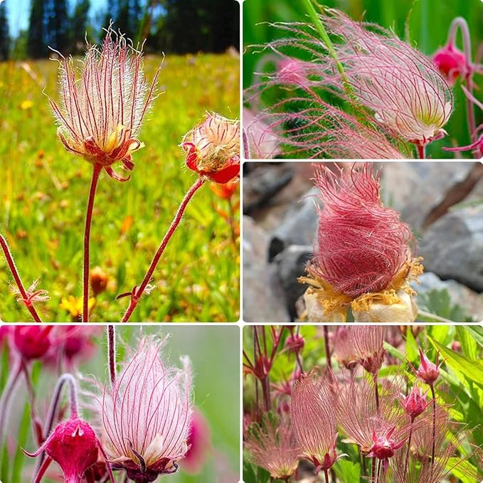 Prairie Smoke Seeds, Geum Triflorum, 50 Pieces, Pink Native Wildflower with Smoky Seed Heads