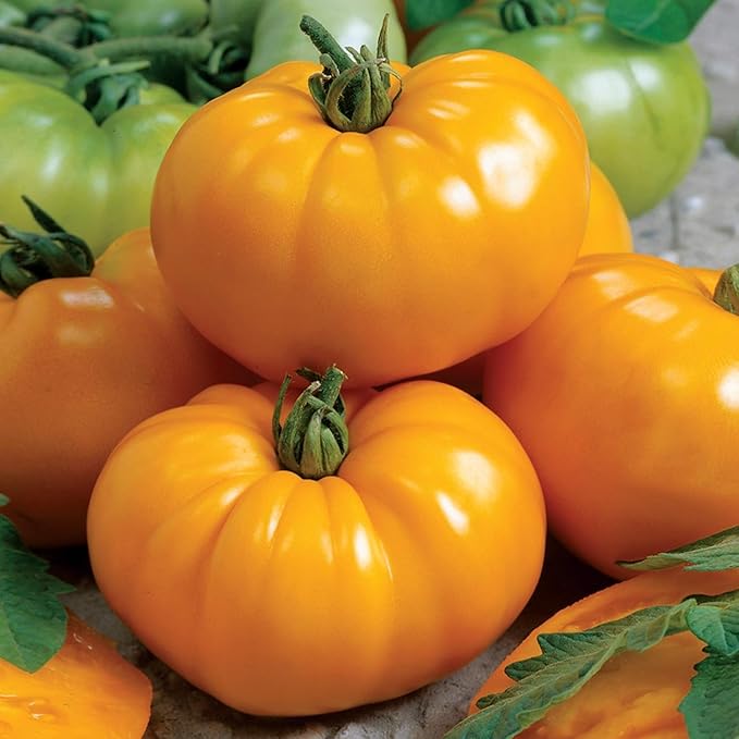 Golden Jubilee Tomato Seeds - Large Tomato - One of The Most Delicious Tomatoes for Home Growing, Non GMO - Neonicotinoid-Free.