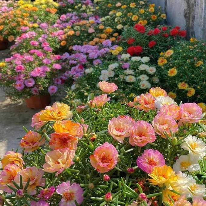 11000+ Portulaca Grandiflora Moss Rose Seeds Mixed Color Spreading for Planting Mexican Sun Rose Rock ROS Heat & Drought Tolerant Ground Cover Plant