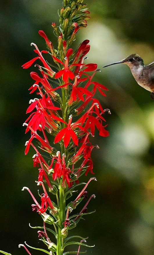 100PCS Cardinal Flower Seeds Red Lobelia Cardinalis Hummingbird Garden Plant Seeds