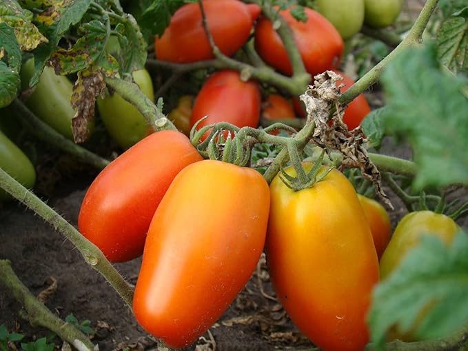 NIKA SEEDS - Seeds Vegetable Tomato Pepper-Shaped - 25 Seeds