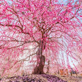 45+ Garden Weeping Cherry Blossoms Seeds for Planting-Non-GMO Heirloom Plant Seeds Garden Outdoor