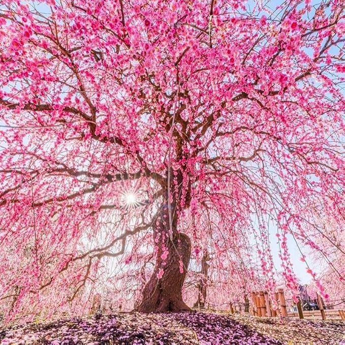 45+ Garden Weeping Cherry Blossoms Seeds for Planting-Non-GMO Heirloom Plant Seeds Garden Outdoor