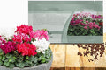Outsidepride Persicum Cyclamen Seeds - 100 Pcs Compact, Annual Flowering House Plants with Attractive Blooms & Foliage, for Shaded Garden Areas, Small Spaces, Containers, Indoors & Outdoors