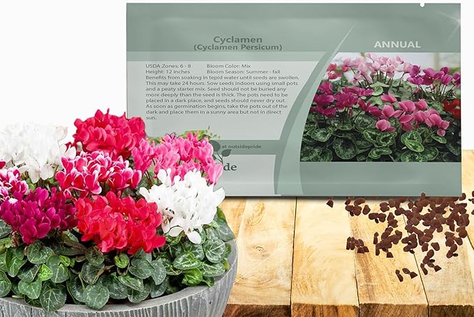 Outsidepride Persicum Cyclamen Seeds - 100 Pcs Compact, Annual Flowering House Plants with Attractive Blooms & Foliage, for Shaded Garden Areas, Small Spaces, Containers, Indoors & Outdoors