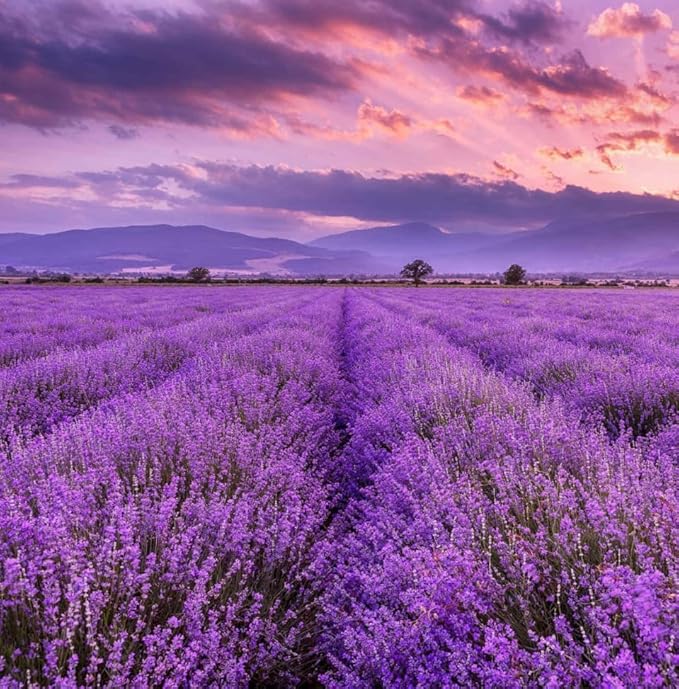 2000+ PCS Premium English Lavender Seeds Non-GMO Herb Seeds Wildflower Seed for Planting Indoor Outdoor High Germination Plant Flower Seeds