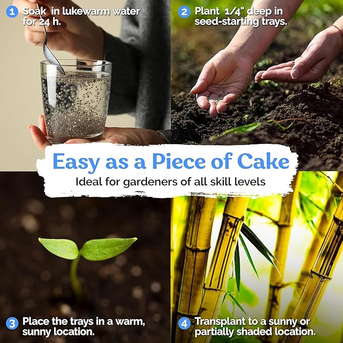 100+ Butterfly Pea Flower Seeds HOA Dau Biec Organic Clitoria Ternatea for Home Garden Blue Butterfly Pea Asian Pigeonwings Tropical Vine Plant Perfect for Tea, Landscaping, and Decorations