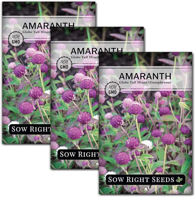 Sow Right Seeds - Tall Mixed Globe Amaranth Seeds for Planting - Non-GMO Heirloom Packet with Instructions to Grow an Outdoor Home Flower Garden - Gomphrena Pompom Flowers in Red, Pink, White (3)
