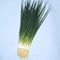 Onion Seeds - Bunching - Kyoto Kujo Negi - 1 Lb ~202000 Seeds - Non-GMO, Heirloom - Asian Garden Vegetable