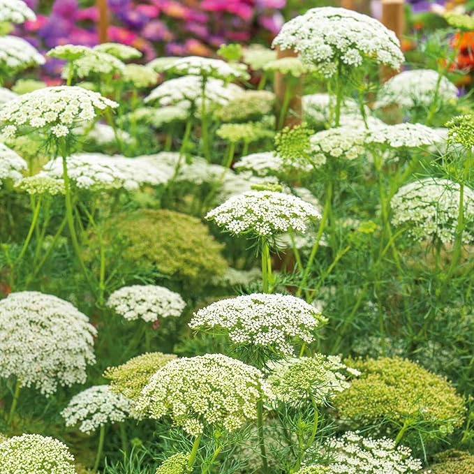 Eden Brothers Bishop's Flower Seeds - Green Mist
