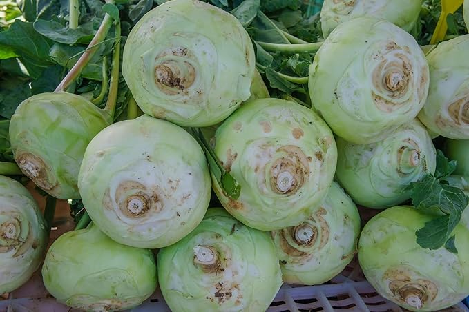 Giant White Kohlrabi Seeds for Planting - Plant & Grow 300 Heirloom Kohlrabi Seeds Home Outdoor Garden - Great Gardening Gift, 2 Packets