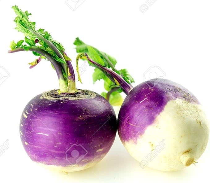 Turnip Garden Seeds - Purple Top White Globe - 5 Lb Bulk - Non-GMO, Heirloom Vegetable Garden & Microgreens Seeds