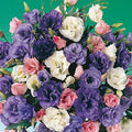 Park Seed Lisianthus Flowering Planting Seeds, Easy to Grow, Variety of Colors and Sizes, Spring Garden, Echo Mix, Pack of 250