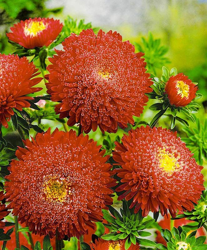 Aster Pompon Flowers Mix Seeds Dwarf Colorful Carpet Mix Low Grow Dwarf Double Compact Non-GMO 50pcs