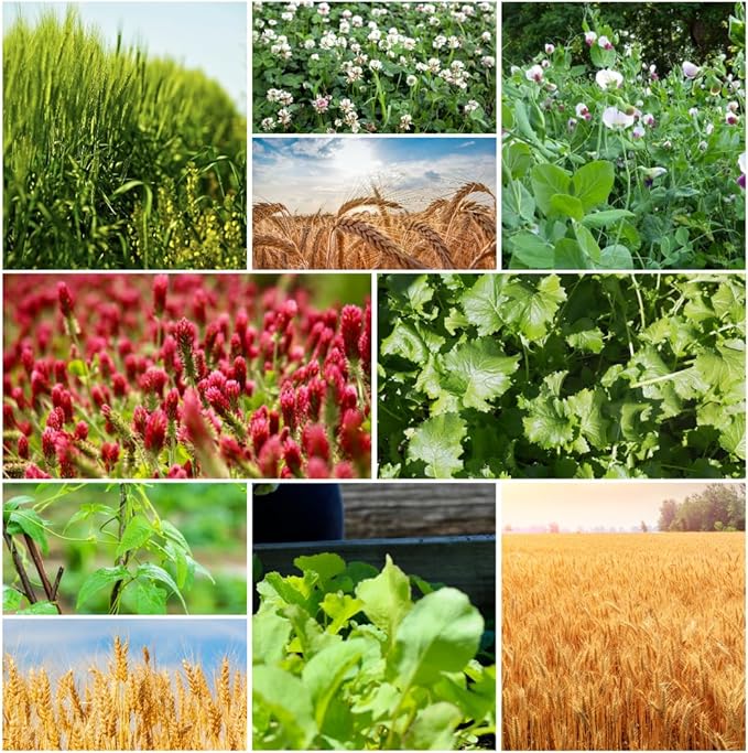 No-Till Cover Crop 10 Seed Mix - Winter Rye, White Clover, Austrian Winter Peas, Triticale, Crimson Clover, Cow Peas, Daikon Radish, Purple Turnips, Wheat, Oats, (1 Pound)