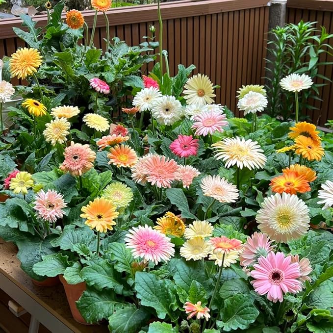 Gerbera Daisy Seeds for Planting, 300pcs Rare Perennial Gerbera Daisy Flower Seeds Plants, Non-GMO Heirloom Landscape Hardy Garden Colored Flowers for Home Garden Outdoors