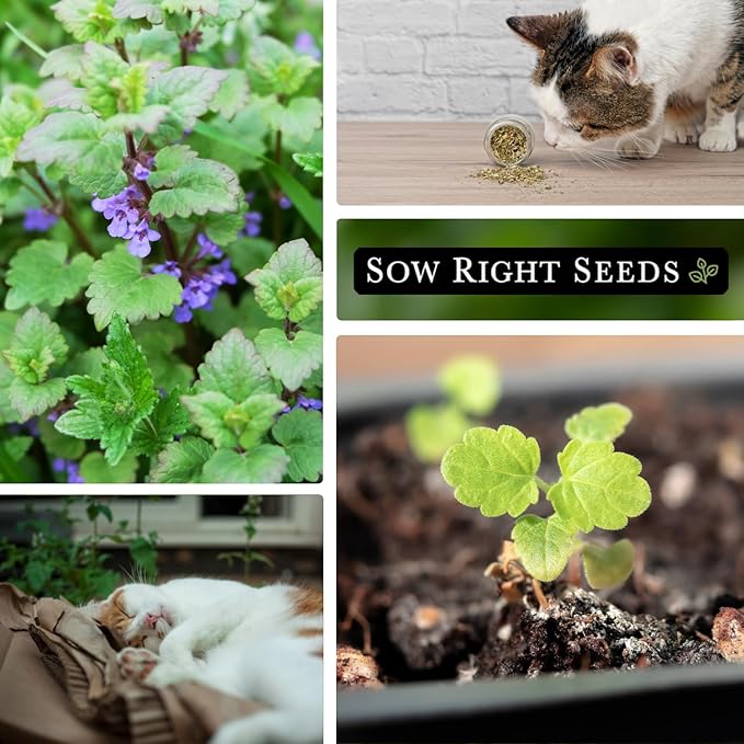 Sow Right Seeds - Catnip Seed for Planting - Popular Herb for Happy Cats - Non-GMO Heirloom Packet with Instructions to Plant and Grow - A Gift for The Cat Lover - Perennial Herb Indoors (1)