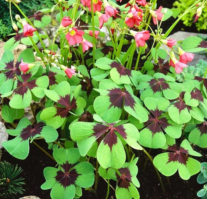 Complete Spring Flower Bulb Garden - 10 Bulbs Tulip/Crocus/Ranunculus Bulbs Continuous Blooms (Spring Color from March Through June) - Large Size Jumbo Bulbs (Iron Cross Oxalis Bulbs)