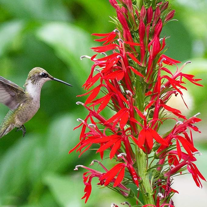 210+ Red Cardinal Flower Lobelia Cardinalis Seeds for Planting-Non-GMO Heirloom Plant Seeds Garden Outdoor