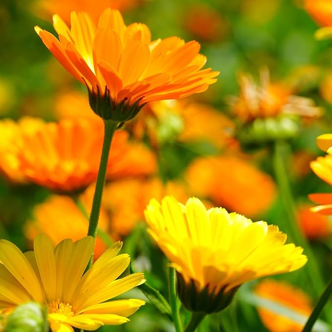 Groundio Calendula Seeds Pacific Beauty Mix, 3000+ Calendula Officinalis Seeds, Open Pollinated Non-GMO Wildflower Seed Grown in The USA, 1 Ounce