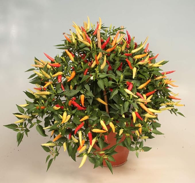 Seeds Vegetable Ornamental Chili Pepper Mix Decorative Rainbow Plant - 30 Seeds