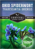 Survival Garden Seeds - Ohio Spiderwort (Tradescantia ohiensis) | Blue Three-Petaled Blooms | Shade Tolerant Native Plant | North American Wildflower - 1 Pack