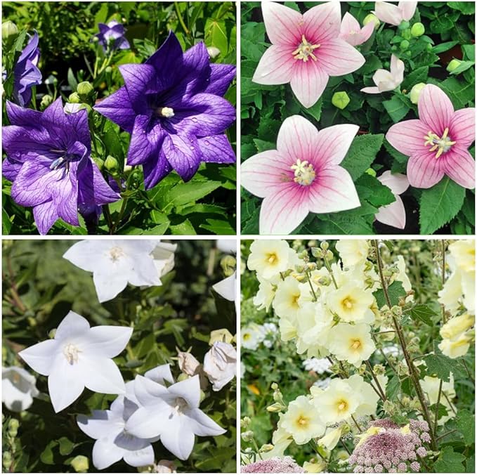 300+ Seed Platycodon Balloon Bellflower Flower Mix for Planting Outdoors Perennial Non-GMO Heirloom