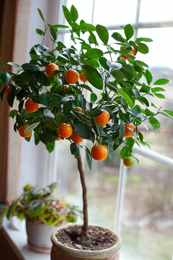 Gardenera's Premium Orange Tree Soil Mix - Quick Drain Potting Soil for Growing and Repotting Citrus Sinensis - 3 Quart