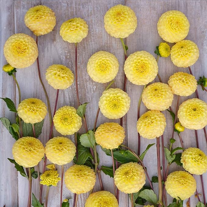 Eden Brothers Dahlia Bulbs (Pompon) - Buttercup, Non-GMO Bulbs for Planting, 4 Bulbs | Low-Maintenance Flower Bulbs, Plant During Spring, Zones 8, 9, 10, 11