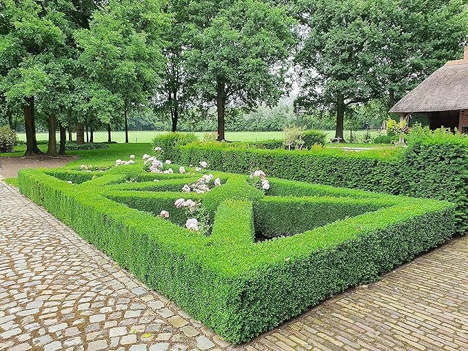 TOPBUXUS Boxwood Turbo Grow - Professional Boxwood Fertilizer - 1 lbs. for 100 sq. ft.