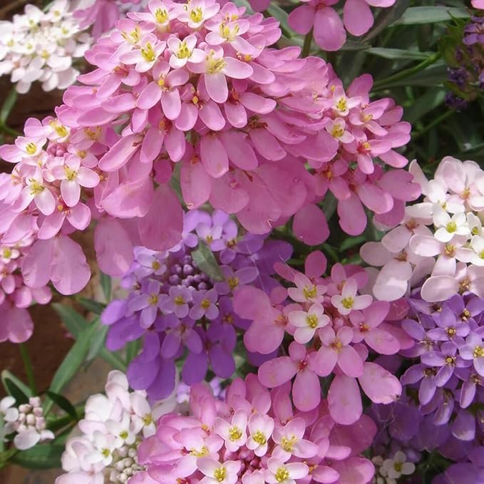 2000+ Mixed Candytuft Flower Seeds - Perennial Plant for Outdoor Planting, Attracts Pollinators, Deer & Rabbit Resistant, Ideal Ground Cover for Garden
