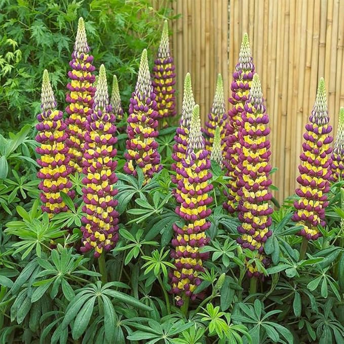 1000+ Seeds Perennial Texas Lupine Flower Seeds for Planting-Drought-Tolerant Ornamental Flower